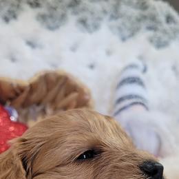 Aussiedoodle, Cavapoo, and Poodle Puppies from B&M Cottonwood Canines