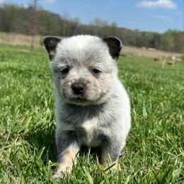 Boy 3 - Blue male Australian Cattle Dog puppy in Irvington, Kentucky from Dry Valley’s Australian Cattle Dogs