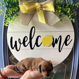 Marigold - Dapple female Dachshund puppy in Jacksonville, North Carolina from Lizzie’s Doxies