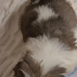 Petunia - Mahogany and white female Saint Bernard puppy in Brandon, South Dakota from Split Rock Saints