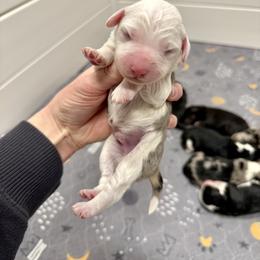 Boy 2 - Blue merle male Aussiedoodle puppy in Heber City, Utah from Junipersdoodles