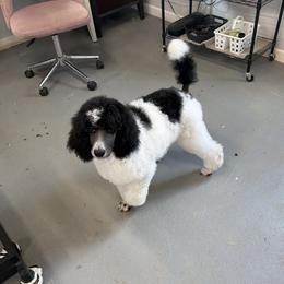 Poodle puppies from High Mesa Standards