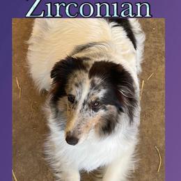 Zirconian - White blue merle and tan female Shetland Sheepdog puppy in Dayton, Ohio from Buckeye Shelties