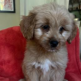 Benson orange collar - Apricot male Goldendoodle puppy in Lowville, New York from Adirondack Labradoodles