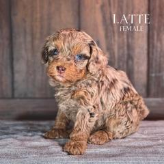 Latte (Yellow Girl) - female Golden Mountain Doodle puppy in Pagosa Springs, Colorado from Selah Mountain Dogs