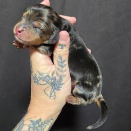 Black - Tan Dapple Male - Dapple male Dachshund puppy in Woodland, Washington from SJs Dachshunds