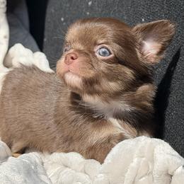 Rue - Chocolate and tan male Chihuahua puppy in Newport Beach, California from Exotic City Pomeranians and chihuahuas
