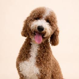 Milo - Goldendoodle