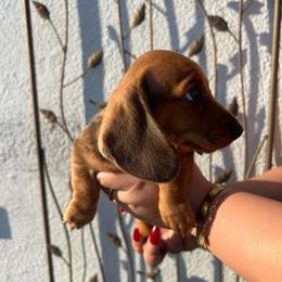 Lady - Dapple female Dachshund puppy in Chino Hills, California from Wooofyland LLC