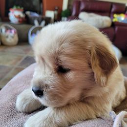 Dachshund and Golden Retriever Puppies from Grove Haven Canines