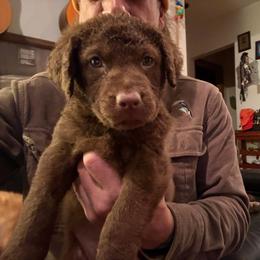 Chesapeake Bay Retriever Puppies from Ghost Dog Chesapeakes