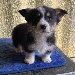 V-3.  Victor - Black and tan male Pembroke Welsh Corgi puppy in Sanford, Michigan from Tambali Pembroke Welsh Corgis