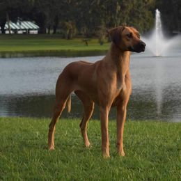 Rhodesian Ridgeback and Xoloitzcuintli All Grown Up from Venus Rhodesian Ridgebacks
