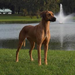 Rhodesian Ridgeback and Xoloitzcuintli All Grown Up from Venus Rhodesian Ridgebacks