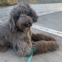 Goldendoodle Puppies from FamilyLoved Doodles