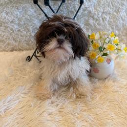 Sailor - Chocolate male Shih Tzu puppy in Success, Missouri from Sweet Success