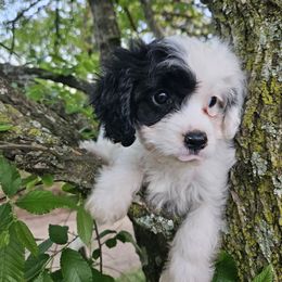 Tom Collins.  In Arkansas - Black and white Cavapoo puppy in Arkansas from Brew House