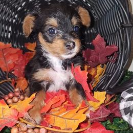 ASTRO - male Yorkipoo puppy in Palmdale, California from J Designer Puppies