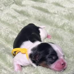 Samantha - Black and white female Shih Tzu puppy in Sacramento, California from NANA’S  QUALITY SHIH TZU'S