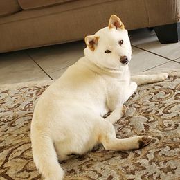Yuki - Shiba Inu