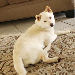 Yuki - Shiba Inu
