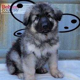 Tiger - Black and silver male Shiloh Shepherd puppy in Plant City, Florida from Look Up Shilohs