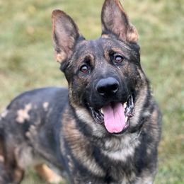 Boris - German Shepherd