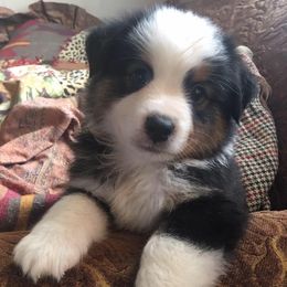 Aussiedoodle, Cavalier King Charles Spaniel, Miniature Australian Shepherd, and Toy Australian Shepherd Puppies from Triple Cross Aussies Triple Cross