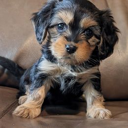 Dory - Black and tan female Cavaton puppy in Waukesha, Wisconsin from A Little Dog'll Do Ya