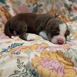 Jolene (black collar) - Red tri-color female Australian Shepherd puppy in Okeechobee, Florida from Rothsolid Aussies