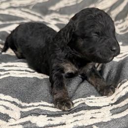 Cumin - Black and tan male Cavapoo puppy in Spokane, Washington from PJE Cavs and Poos