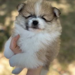 Pomeranian Puppies from Okie Poms