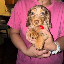 Long hair chocolate female - Dapple female Dachshund puppy in Woodward, Oklahoma from Wiener Dreams Dachshunds