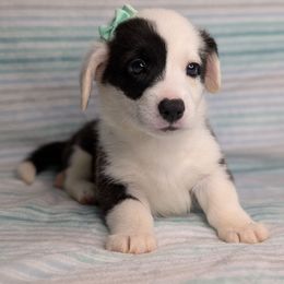 Clover - Brindle and white female American Corgi puppy in Clarksville, Tennessee from Cold Creek Family Farm LLC