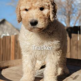 Goldendoodle Puppies from Houservillekennels