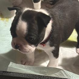 Salem - Black and white male Boston Terrier puppy in Alabama from Southern Bulldogs