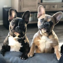French Bulldogs from Beaming Frenchies