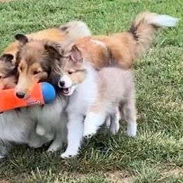 Shetland Sheepdog Puppies from Cheri Spangler's Shetland Sheepdogs