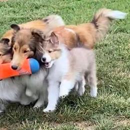 Shetland Sheepdog Puppies from Cheri Spangler's Shetland Sheepdogs