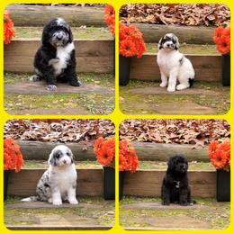 Bernedoodle Puppies from Foothills Family Doodles