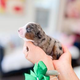 Zuko - Blue merle male Bernedoodle puppy in Ontario, California from Teddy Doodles & Standard Poodles