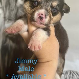 American Corgi Puppies from 5H Corgis