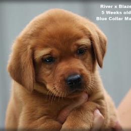 Blue collar male - Yellow male Labrador Retriever puppy in Huntington, Texas from Soggy Bottom Retrievers