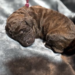 Ginevra (Ginny) - Brown female Poodle puppy in Batesville, Indiana from KG Poodle Haus