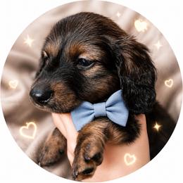 Leo - Cream male Dachshund puppy in Proctor, Montana from Blue Star Dachshunds