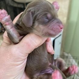 Mocha - Chocolate and tan female Dachshund puppy in Lake Mary, Florida from Lakeside Doxies