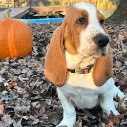 Peter Pan - Lemon and white male Basset Hound puppy in Willow Spring, North Carolina from Blackberry Creek Basset Hounds