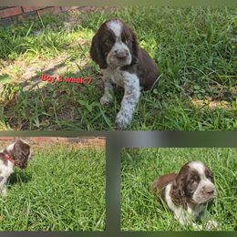 Boy 3 - Tri-Roan male English Springer Spaniel puppy in Lakeland, Georgia from A&N Hobby Farm