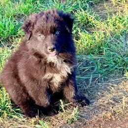 Onyx - Black & white male Australian Shepherd puppy in Mineral Wells, Texas from A6 Australian Shepards