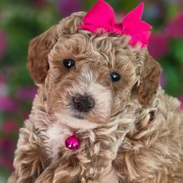 Harper Pink Girl - Red  female Goldendoodle puppy in Vernon, Texas from Sugarland's Texas Goldendoodles